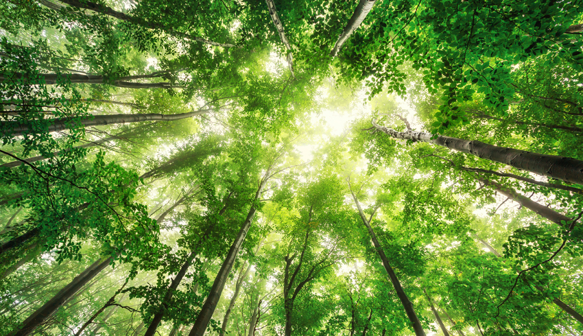 Trees For The Future Congratulates Us On 5 Million Trees